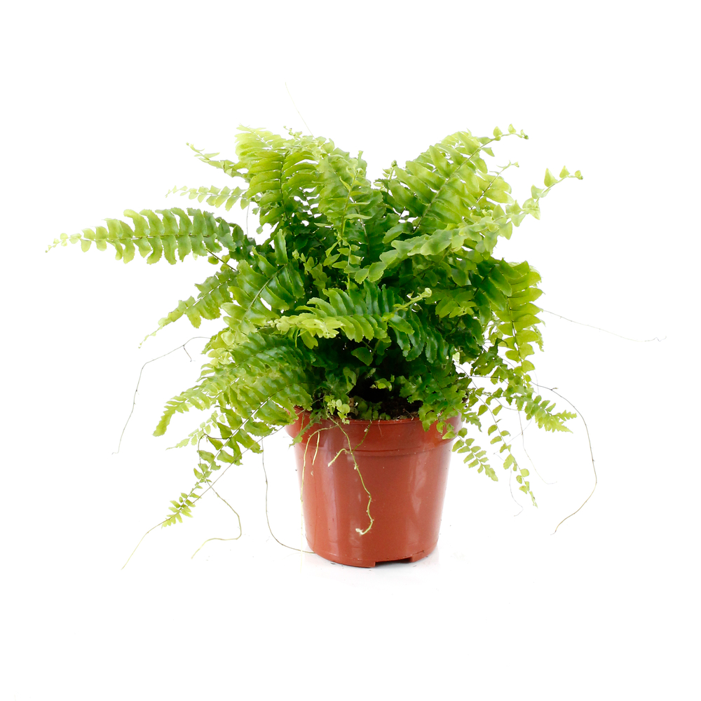 Néphrolepis : plante Ø12cm grand modèle, pot