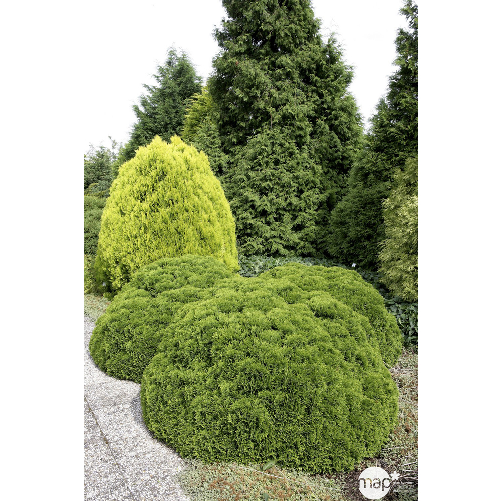 Thuya occidentalis Danica, H : 30/40 cm, ctr 4L