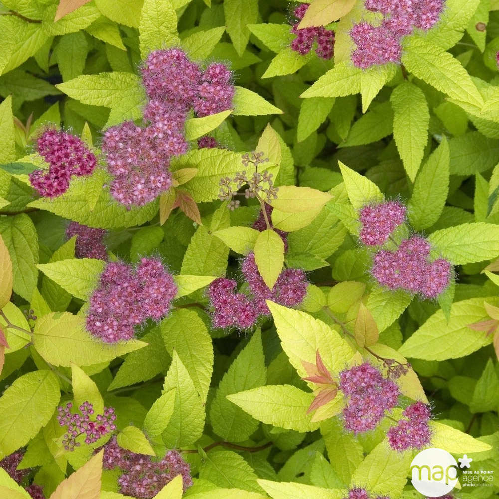 Spiraea japonica ' Goldflame ' : H 40/60 cm ctr 7 litres