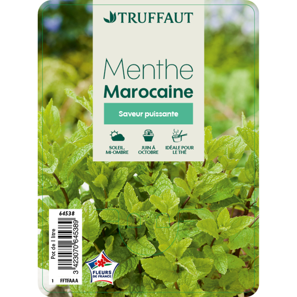 Plant de menthe marocaine : pot de 1 litre