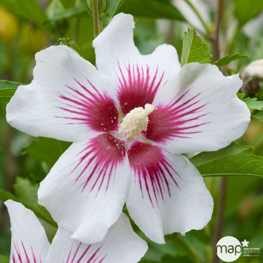 Hibiscus syriacus : ctr 15 litres
