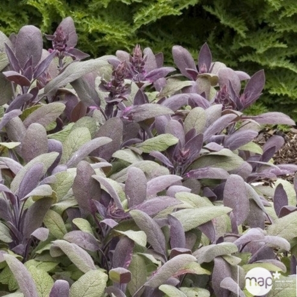 Sauge officinale pourpre - SALVIA officinalis 'purpurea' - Fleurir son  jardin