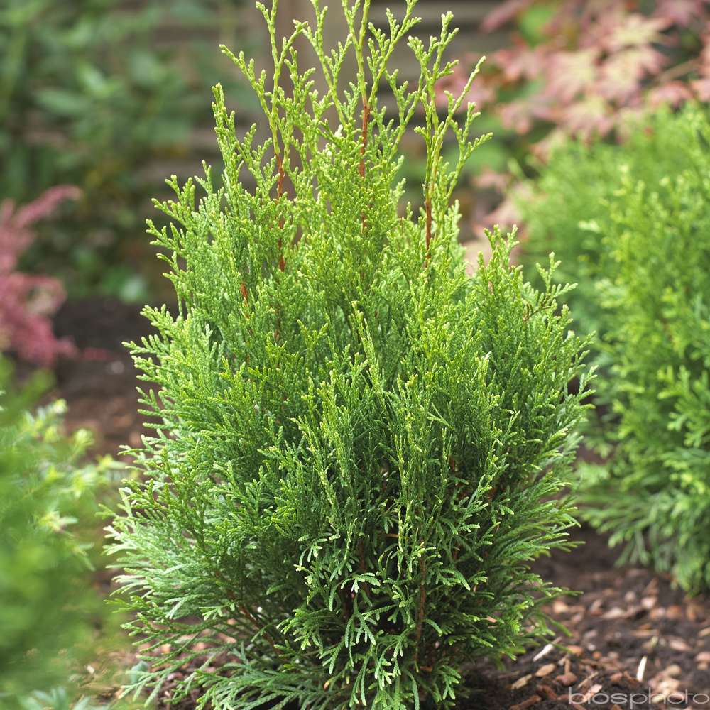 Thuya occidentalis Emeraude H : 125/150 cm, ctr 15L
