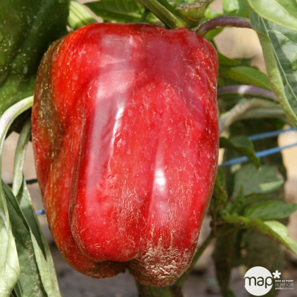 Plant de poivron doux 'Sonar' F1 : pot de 0,5 litre