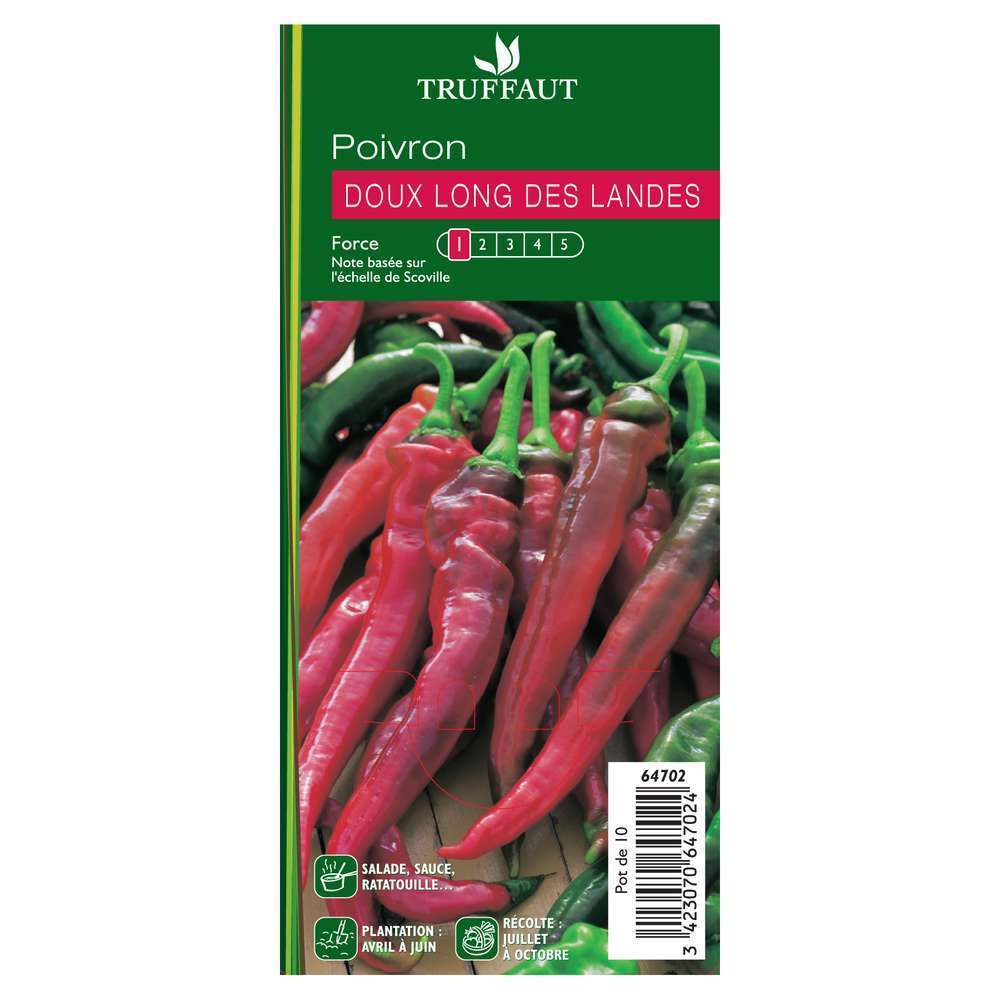 Plant de piment Doux 'Très Long des Landes' : pot de 0,5 litre