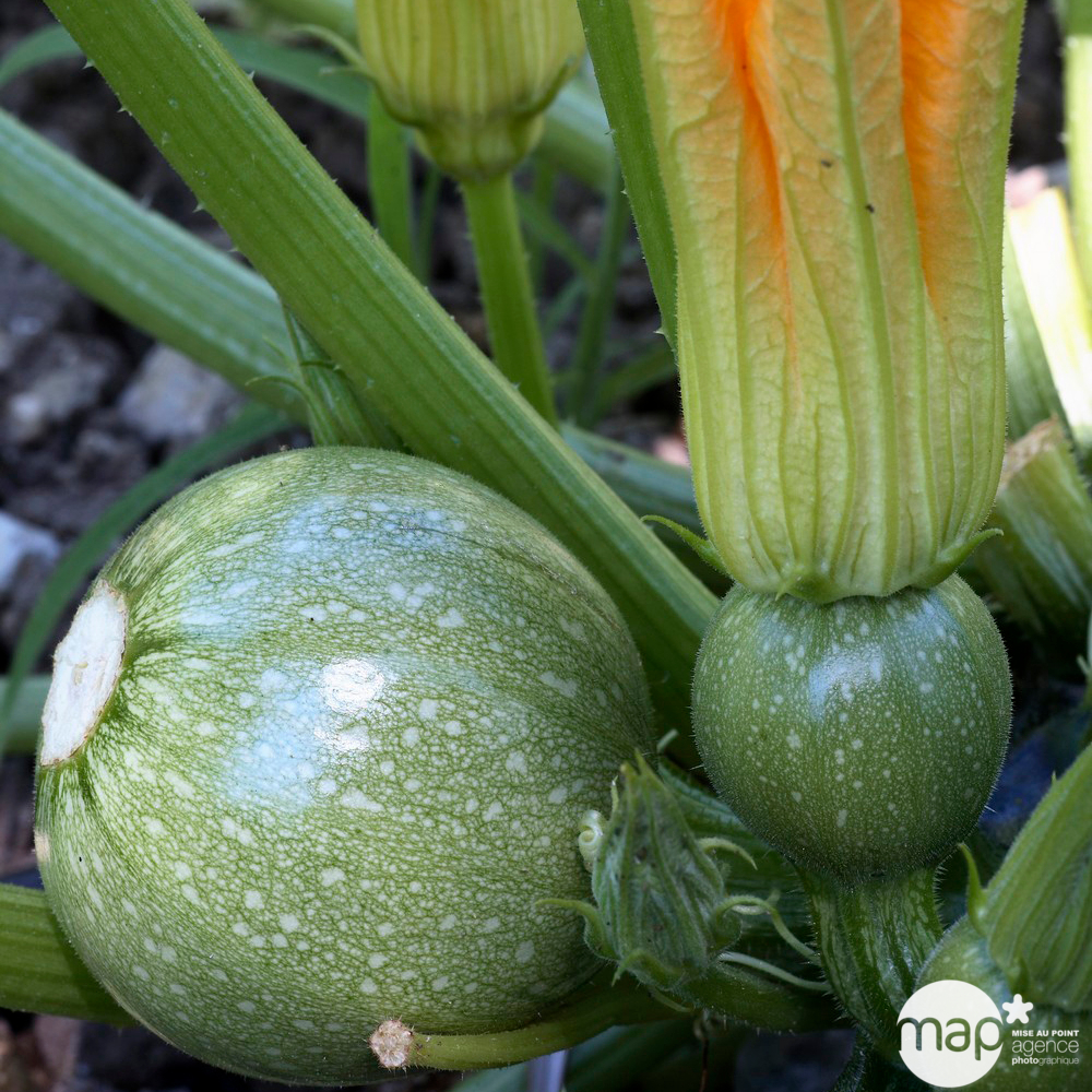 Plant de courgette 'Ronde de Nice' : pot de 0,5 litre