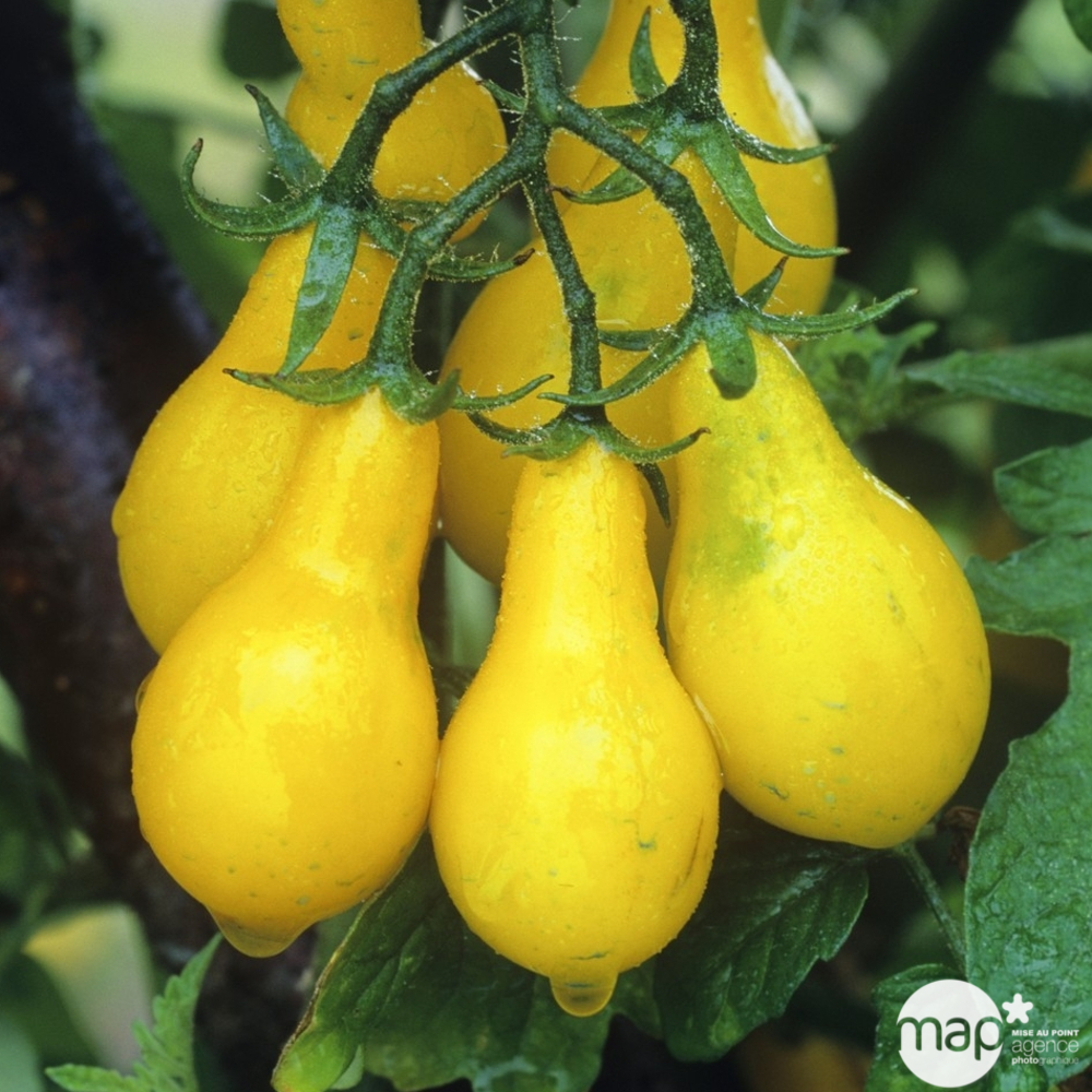 Plants de tomates poire Yellow 'Pearshaped' : barquette de 6 plants