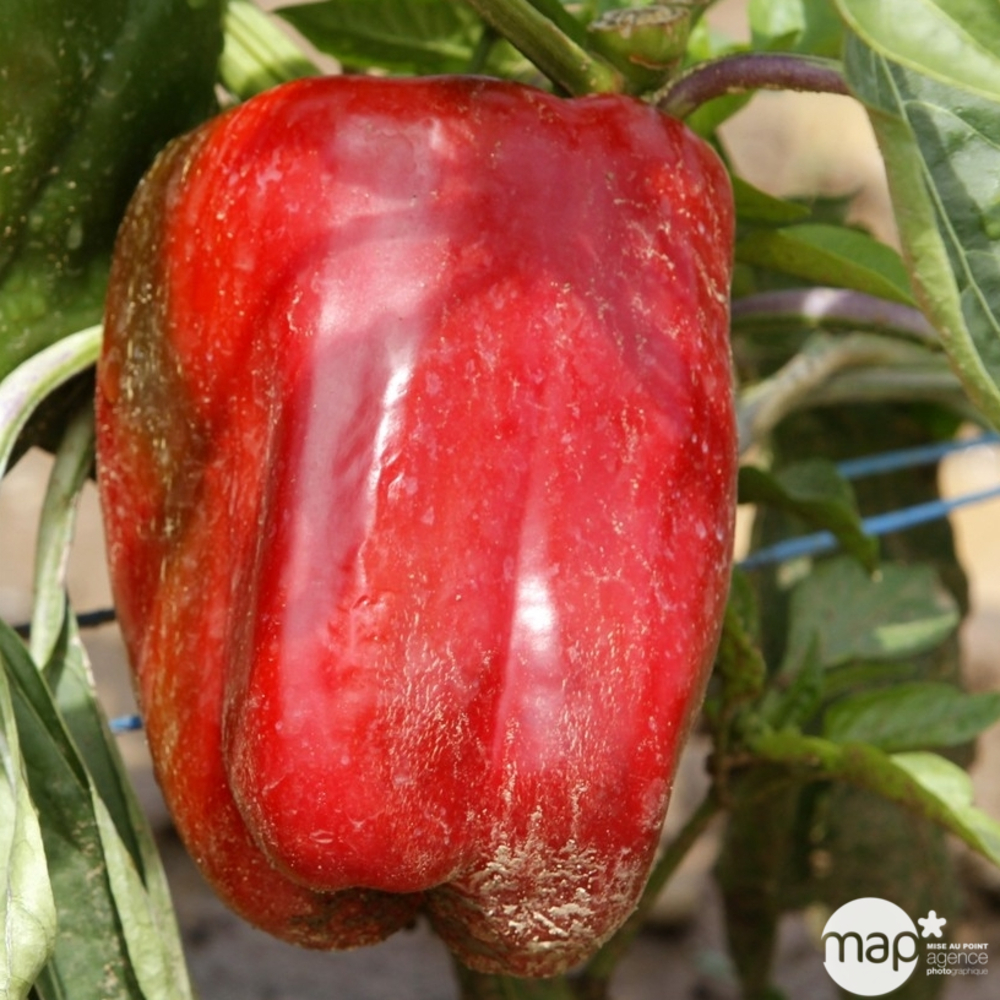 Plants de poivrons doux 'Sonar' F1 : barquette de 6 plants