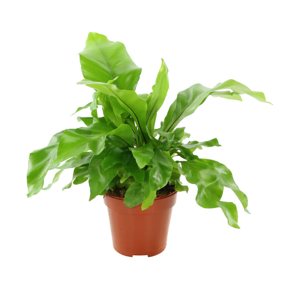 Asplénium : plante Ø12cm, pot