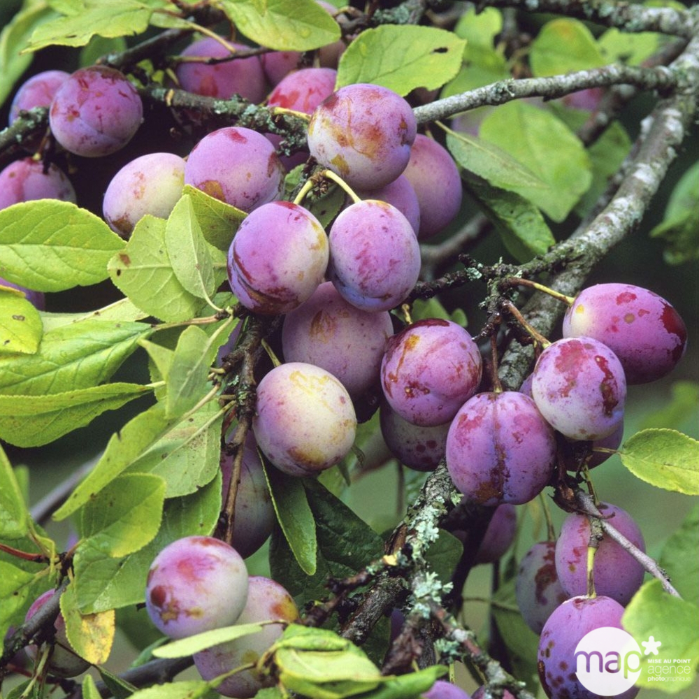 Prunier Reine Claude violette Gobelet