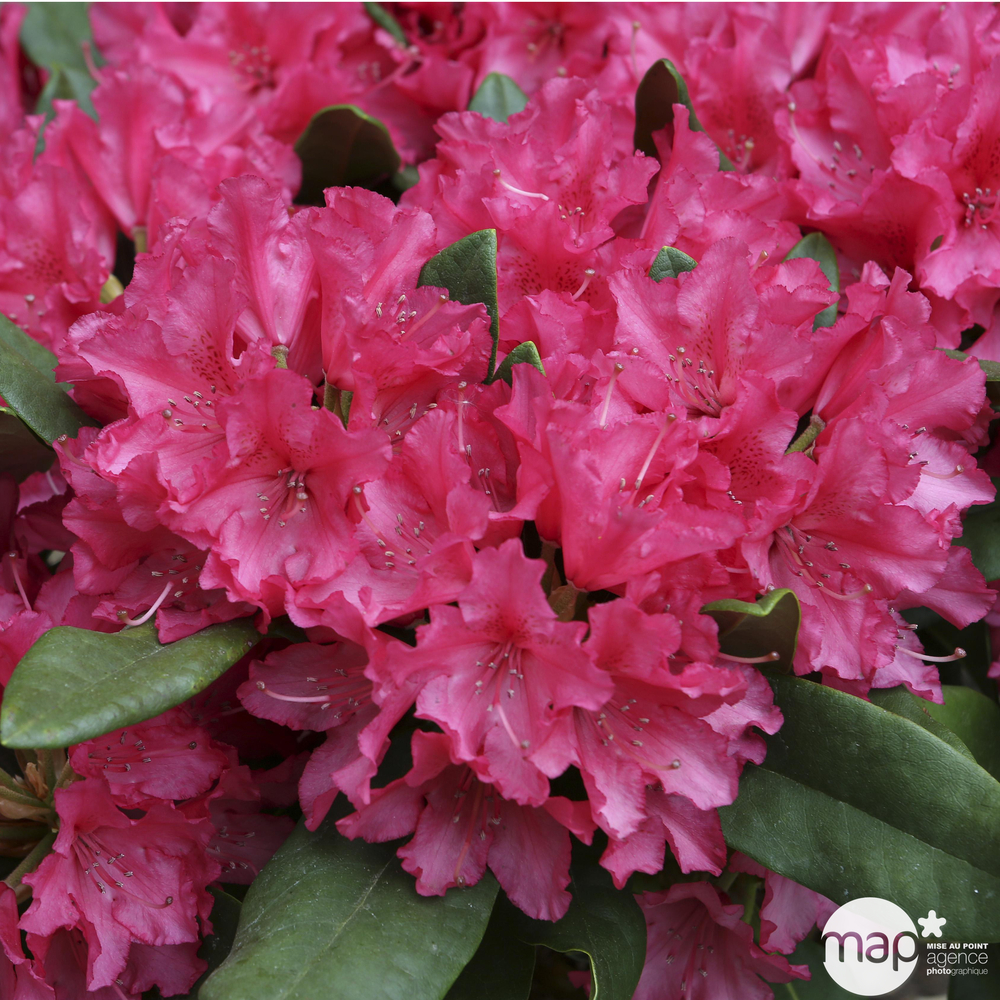 Rhododendron hybride : C30L 80/90