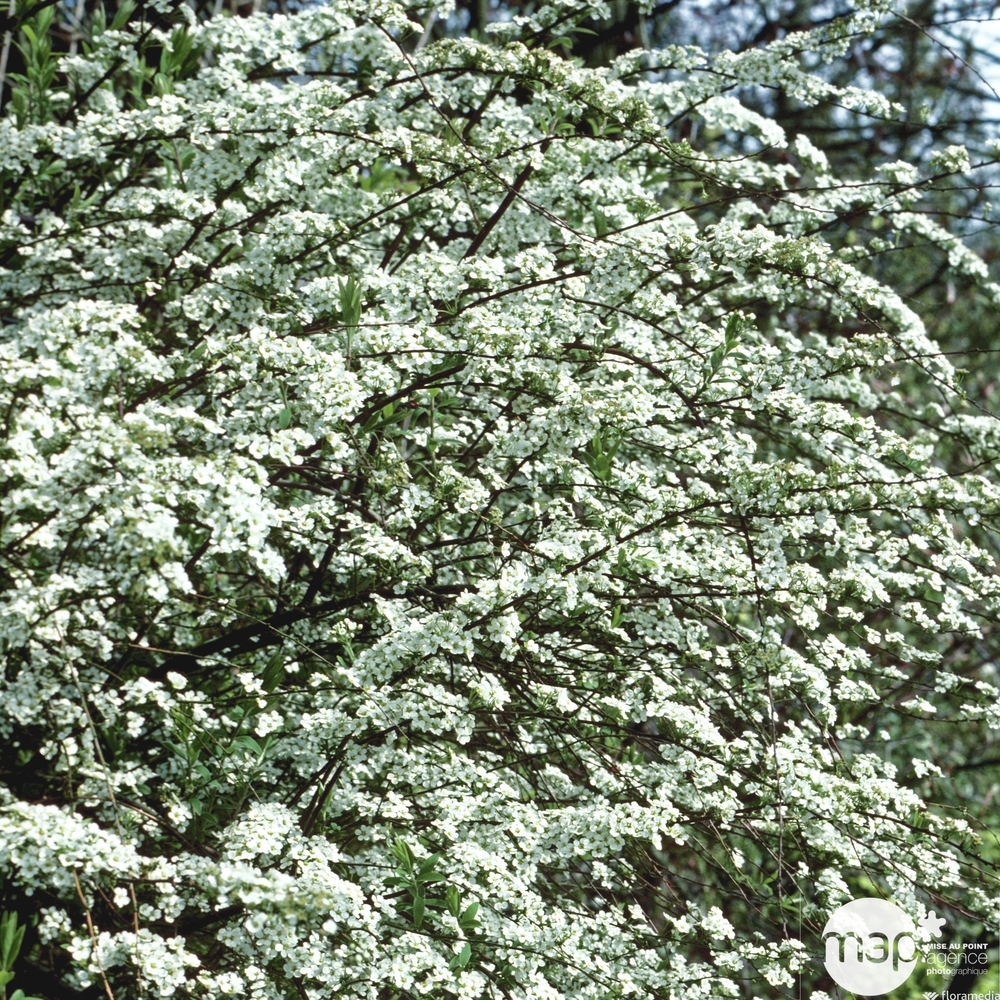 Spiraea x cinerea ' Grefsheim ' : H 60/80 cm ctr 7 litres