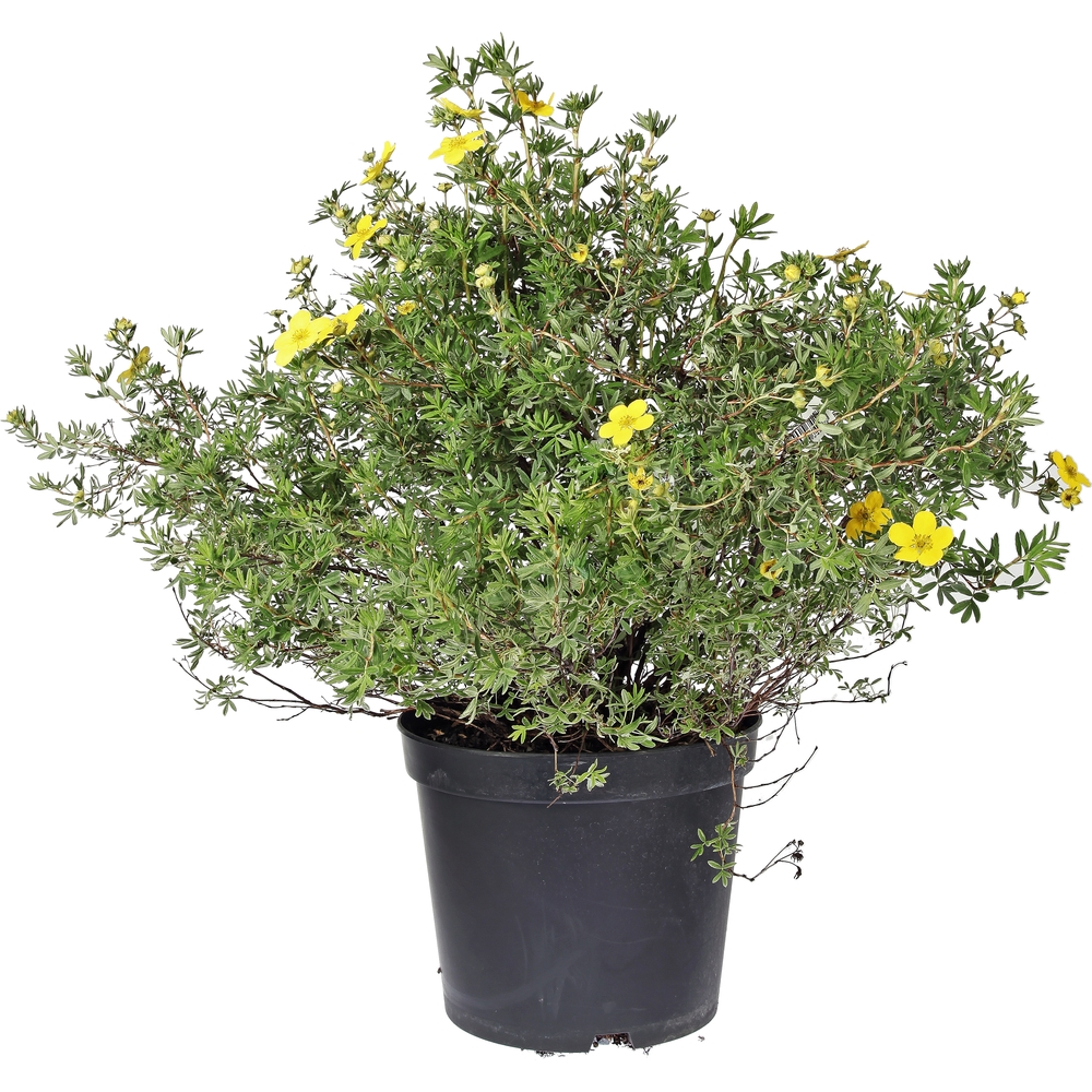 Potentilla : pot 7 Litres - H. 40/60 cm