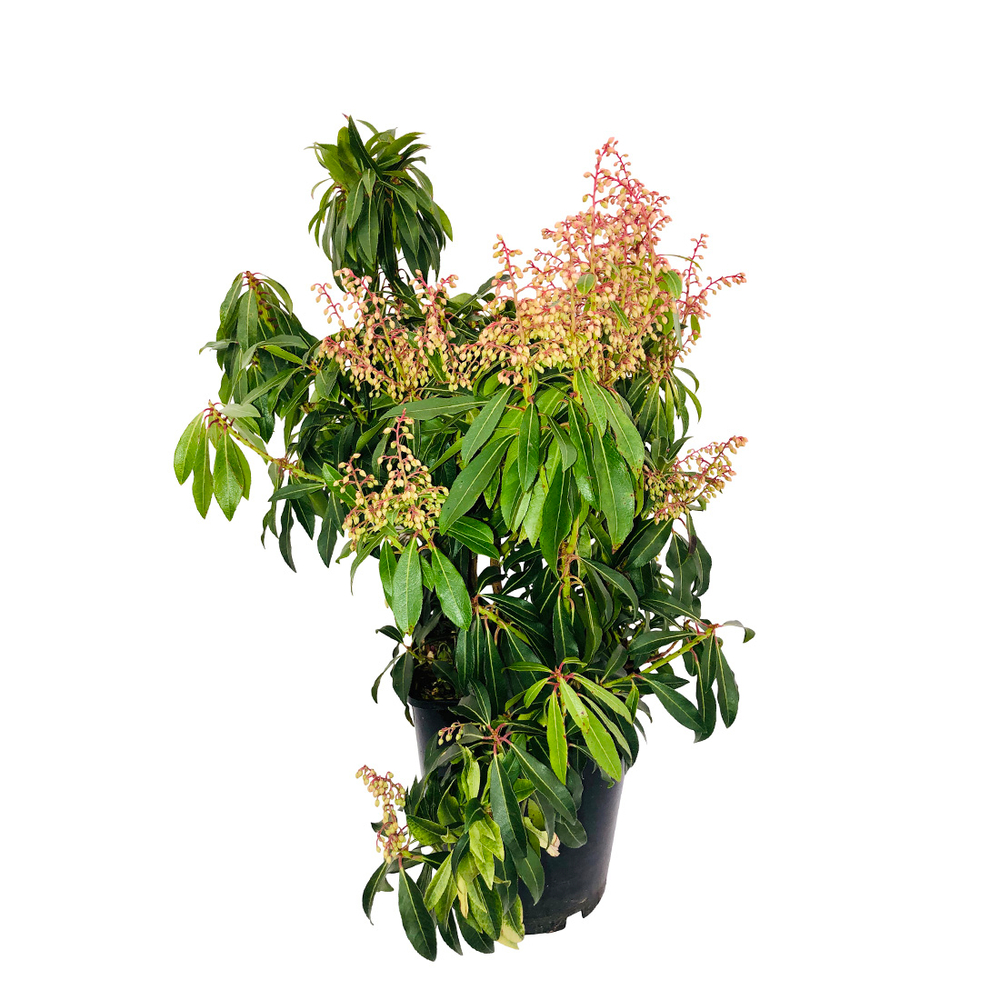 Pieris ' Forest Flame': H 40/50 cm conteneur 5 litres