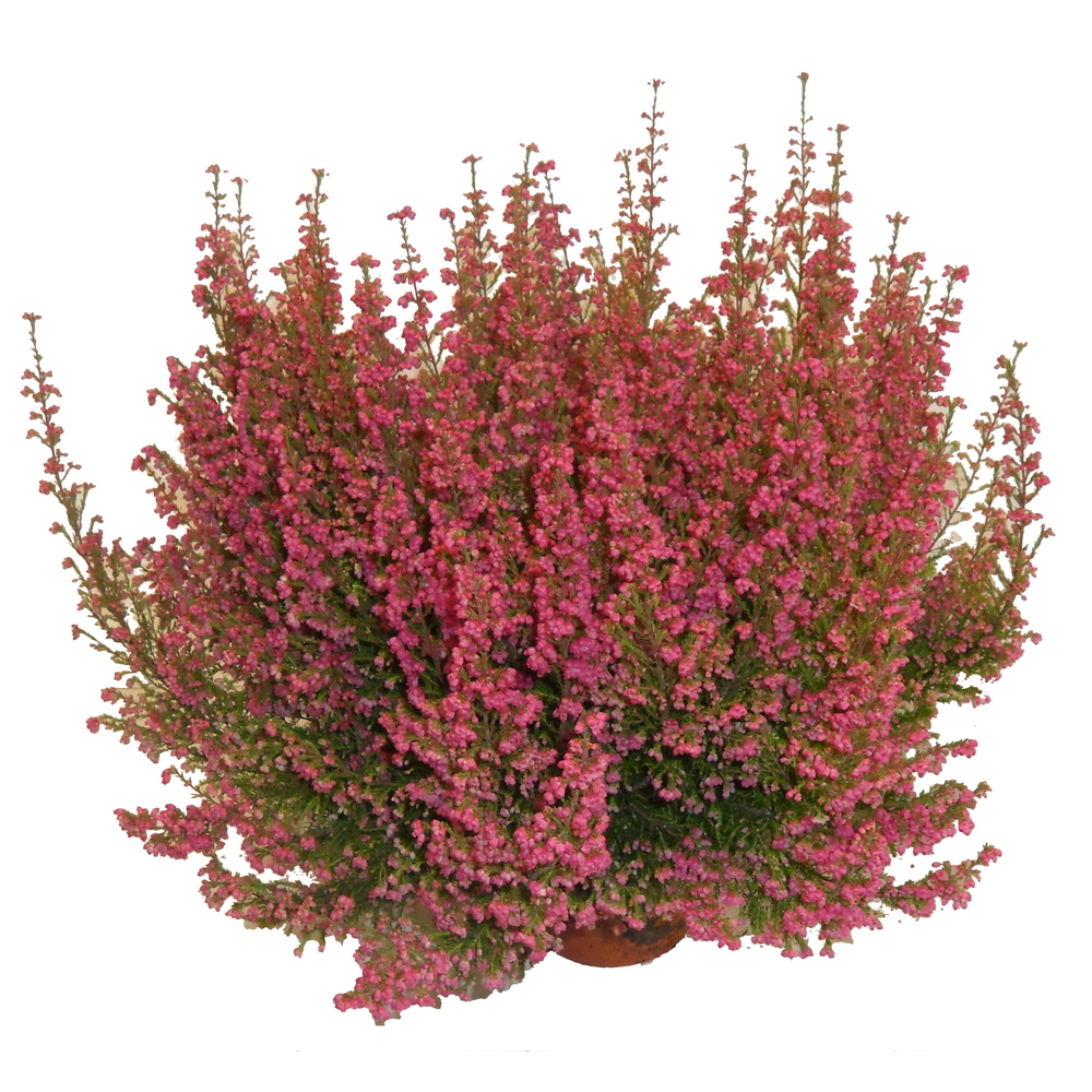 Erica gracilis : pot D. 13/14cm