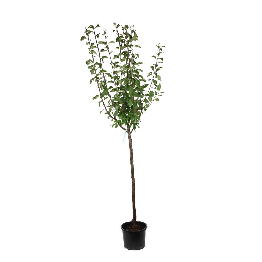 Prunier Reine-Claude Dorée : ½ tige, 4-5 ans, H 170-180 cm