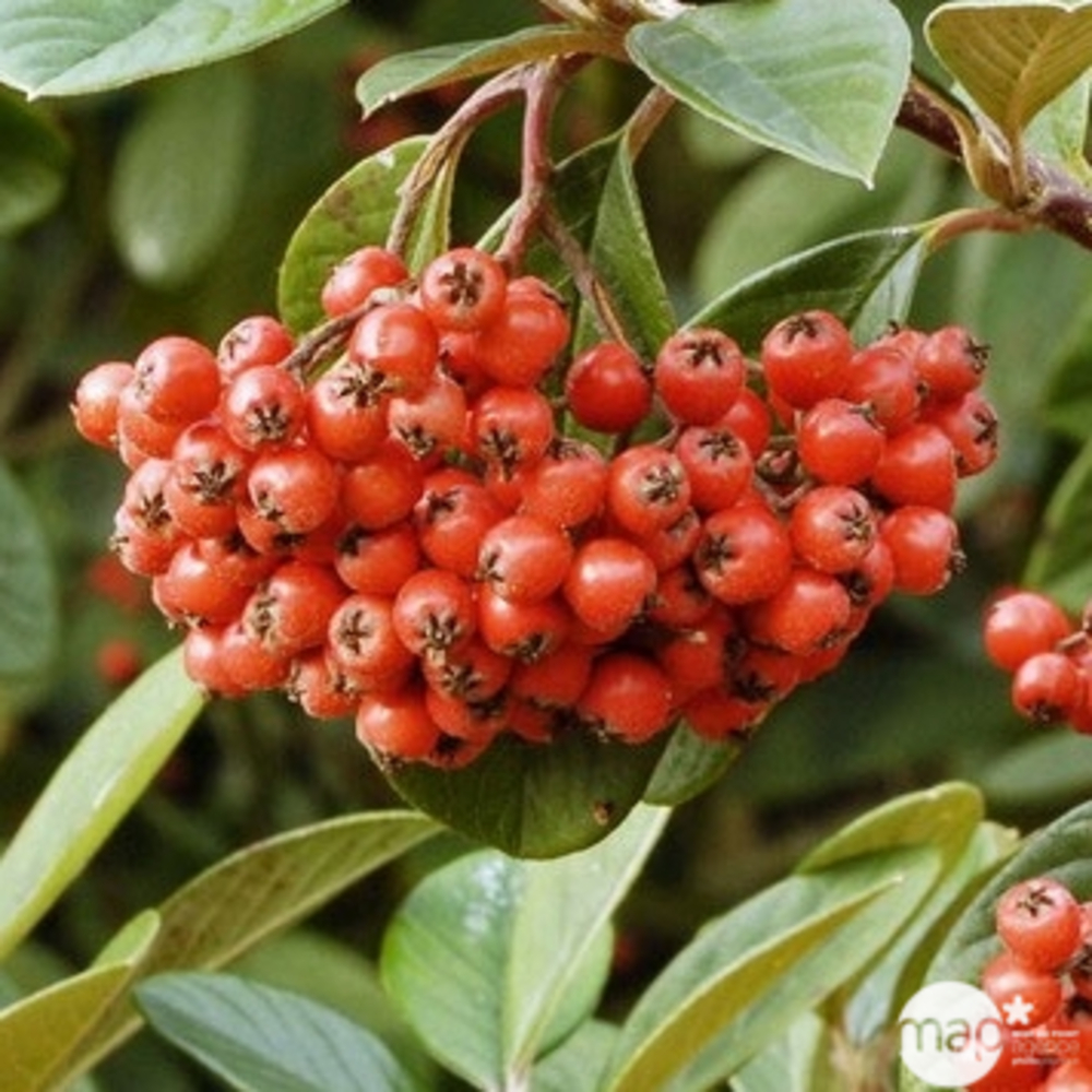 Cotoneaster lacteus : ctr 2 litres