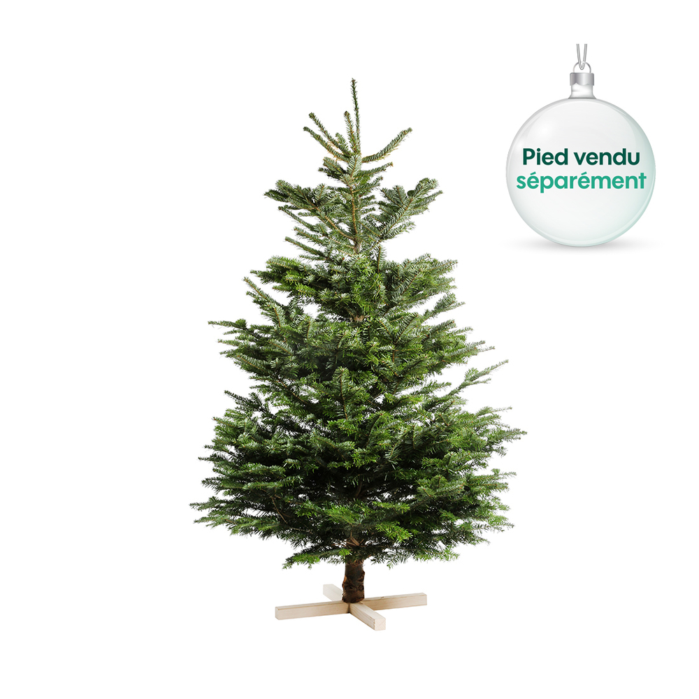 Sapin de Noël naturel Abies nordmann : 175/200 cm coupé