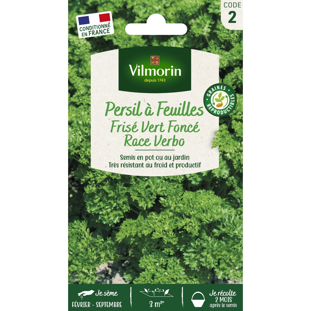 Graines de persil frisé vert foncé race verbo en sachet