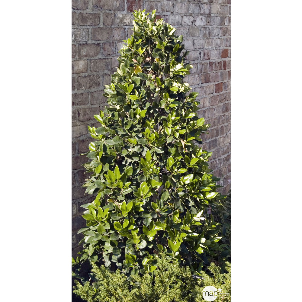 Ligustrum texanum : hauteur 100/125 cm conteneur 18 litres