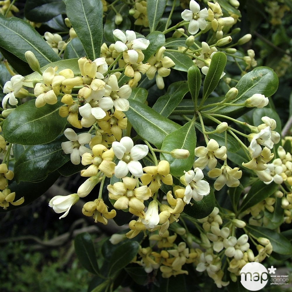 Pittosporum Tobira :H 100/125 cm ctr 18 litres