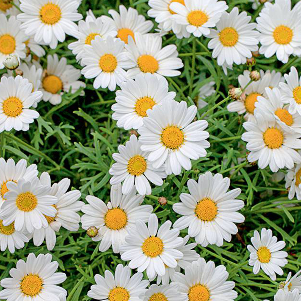 Mix plantes vivaces fleuries : C5L - Variétés variables