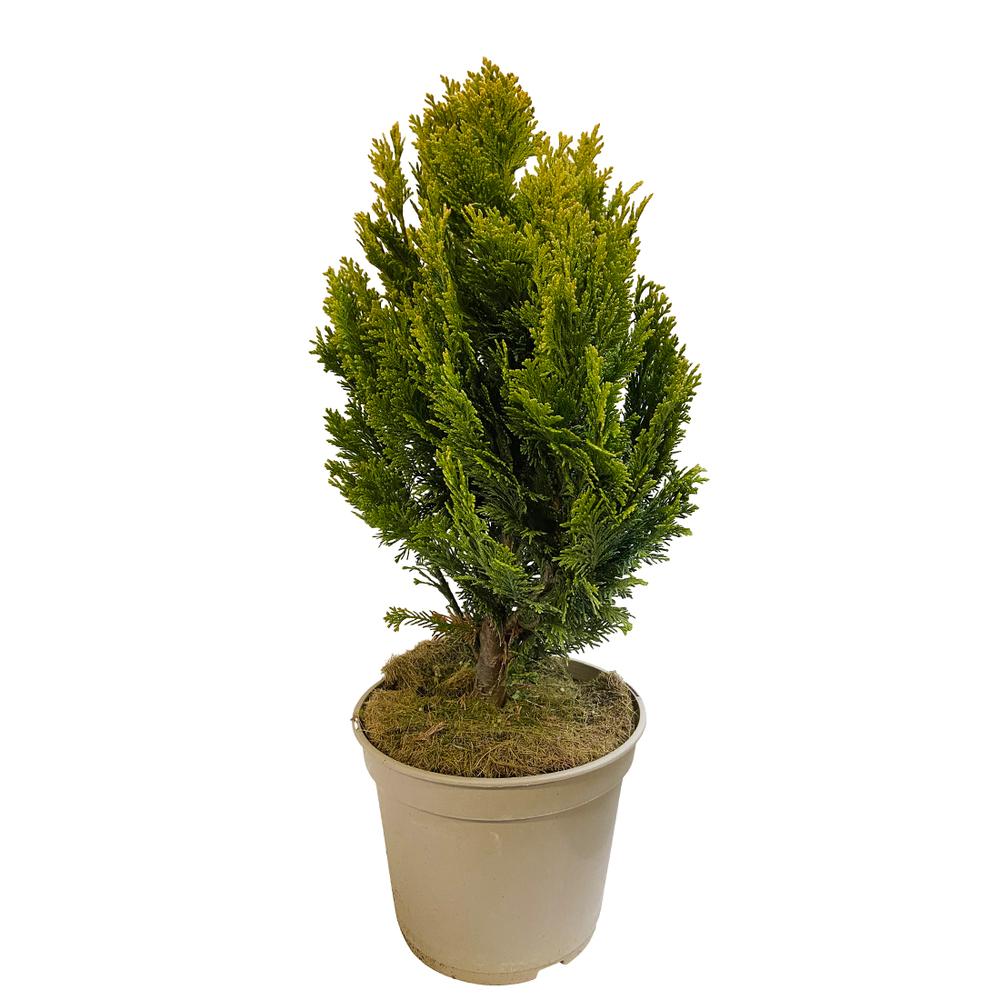 Chamaecyparis Lawsoniana 'Minima aurea' : H 25/30 cm, pot 4L