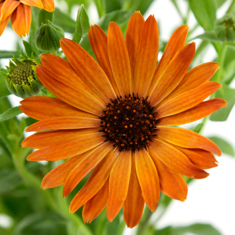 Osteospermum : coupe D. 20cm