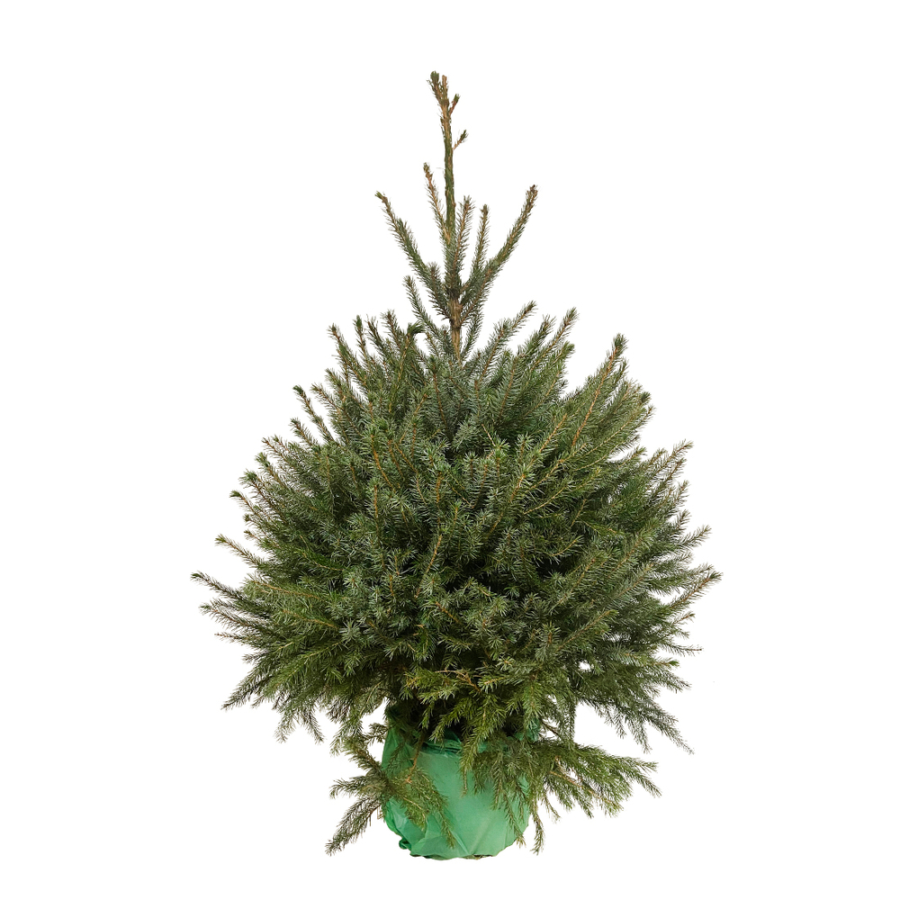 Sapin de Noël naturel Picea Omorika 100/150 cm - Pot 10L