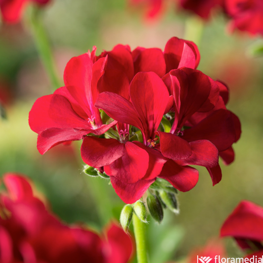 Géranium lierre double 'Marcada® Dark Red' Label Rouge : 6 plants