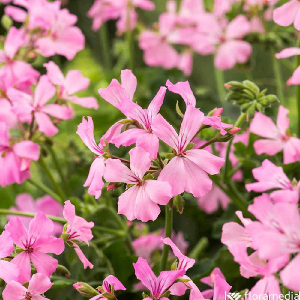 Géranium lierre double 'Marcada® Pink' Label Rouge : 6 plants