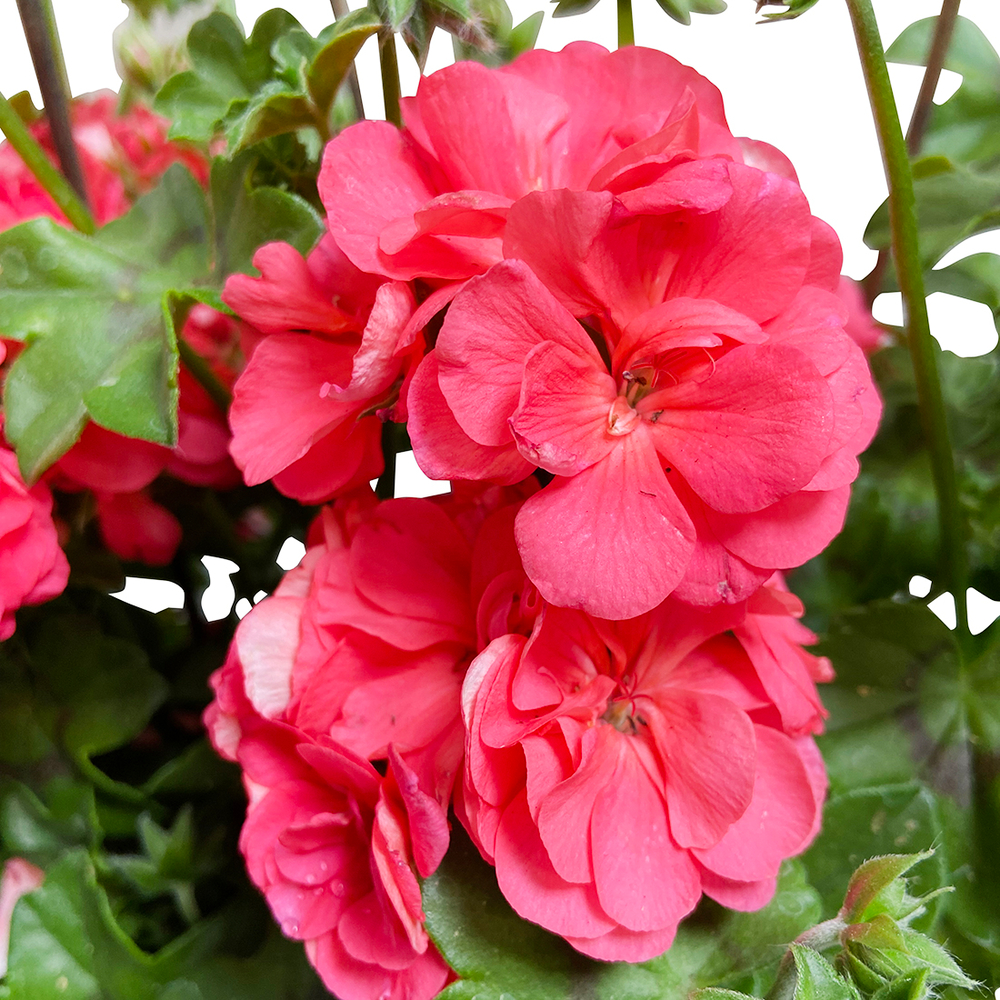 Géranium lierre double 'Royal® Salmon' Label Rouge : 6 plants