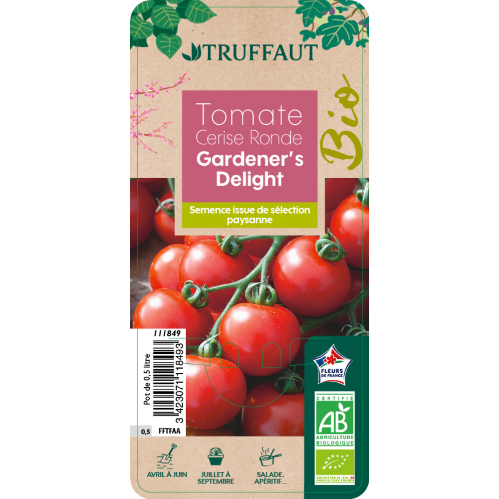 Plant de tomate 'Délice du Jardinier' bio : pot de 0,5 litre
