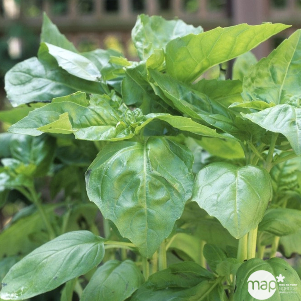 Plant de basilic 'Marseillais' : pot de 1 litre