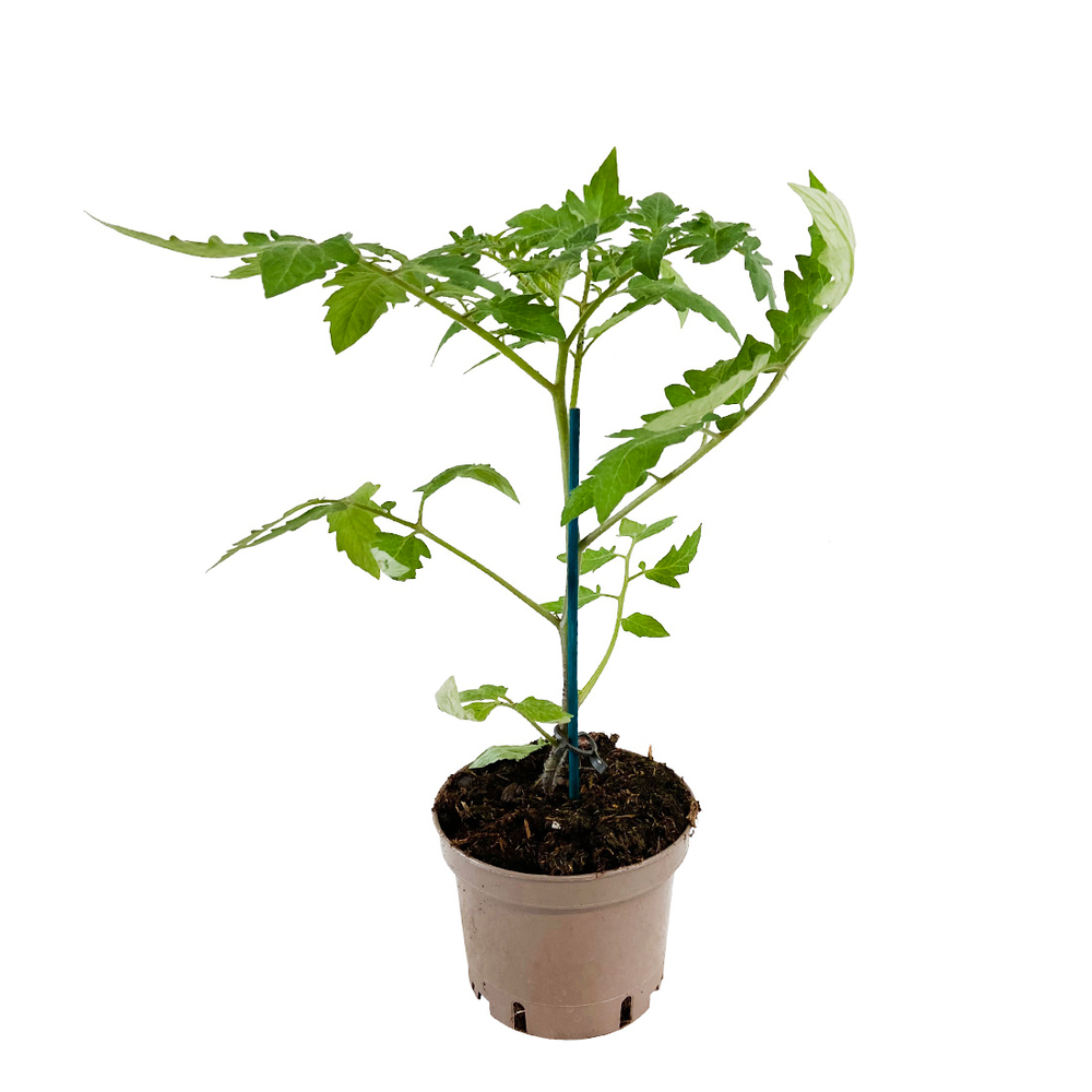 Plant de tomate 'Supersteak' F1 greffée : pot de 1 litre