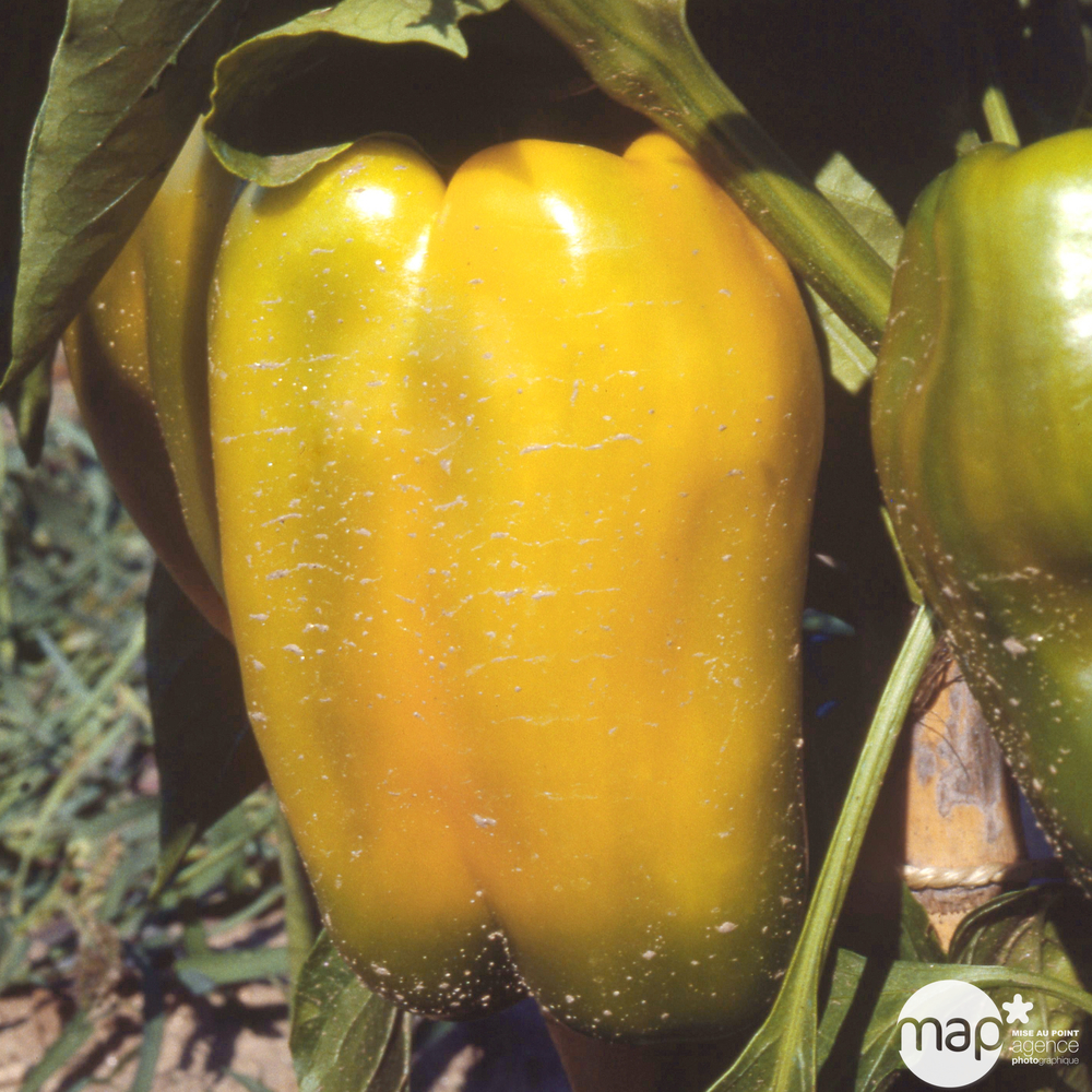 Plants de poivron jaune doux 'Valdor' F1 X6