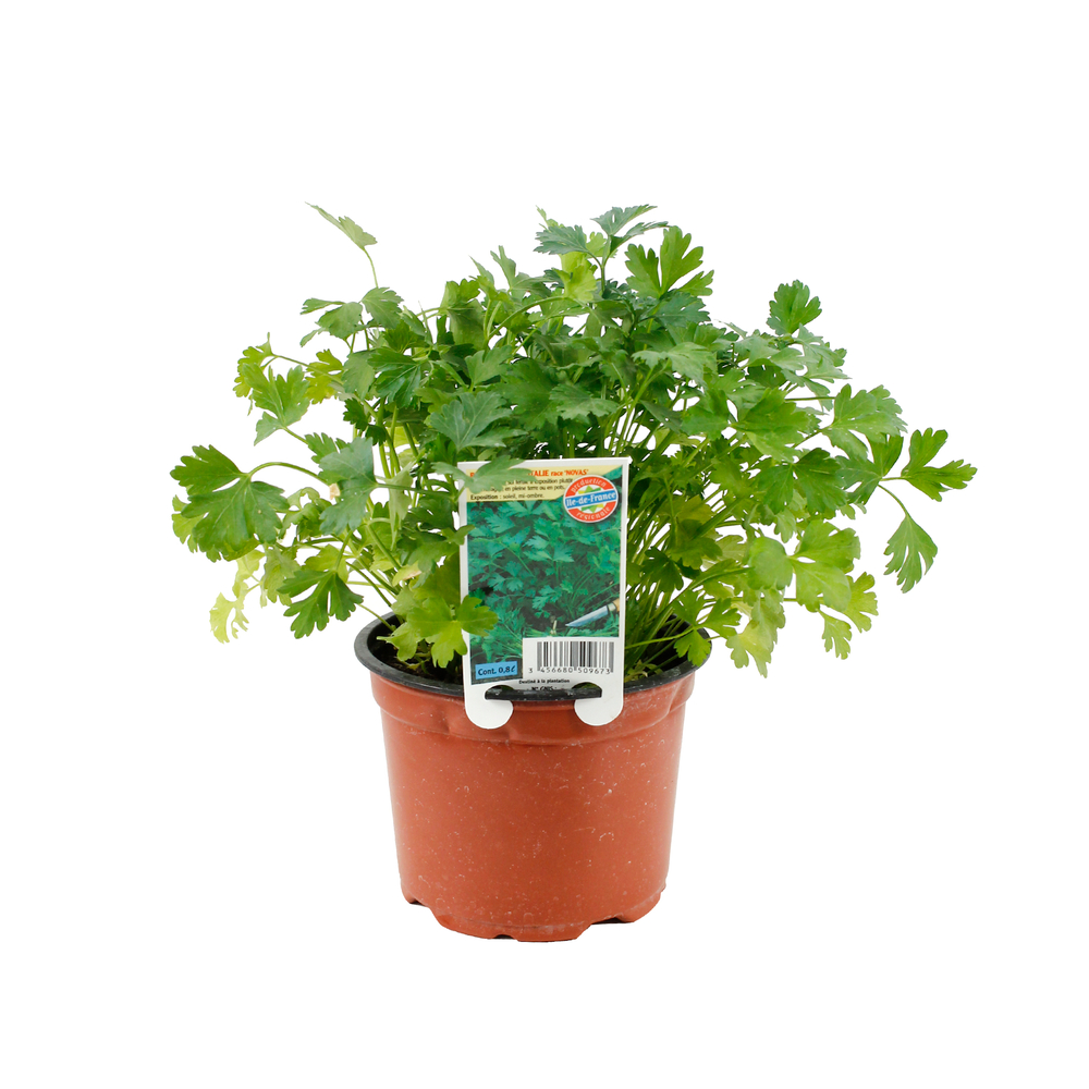 Plant de persil plat 'Géant d'Italie' : pot de 0,8 litre