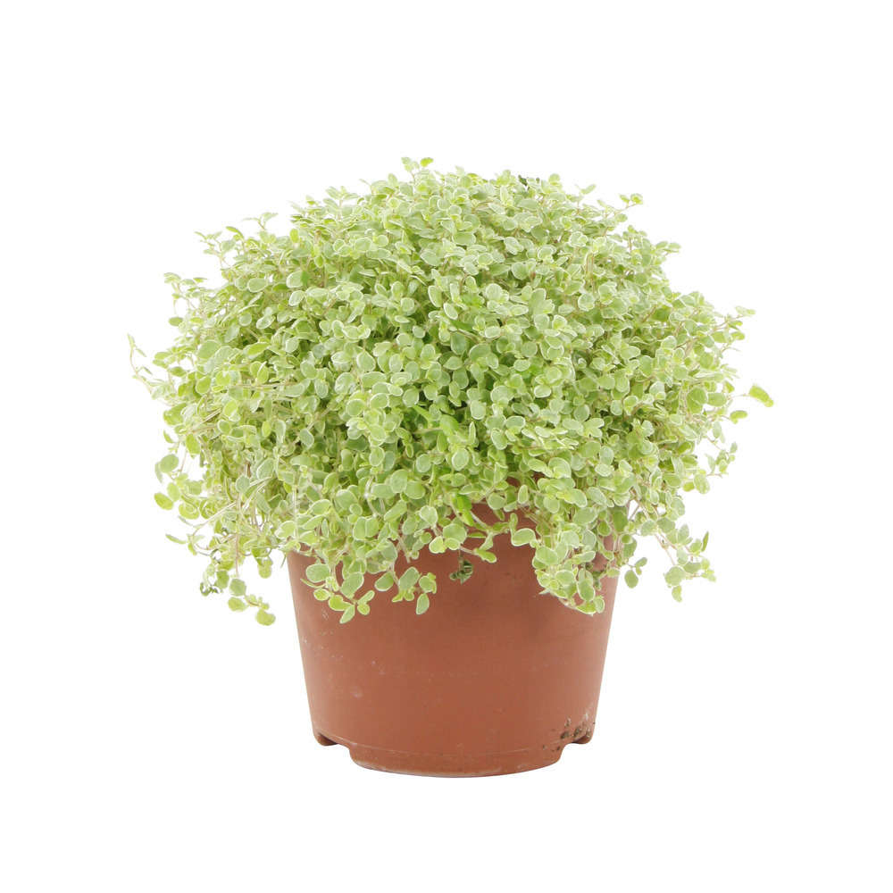 Helxine : plante Ø9cm pot