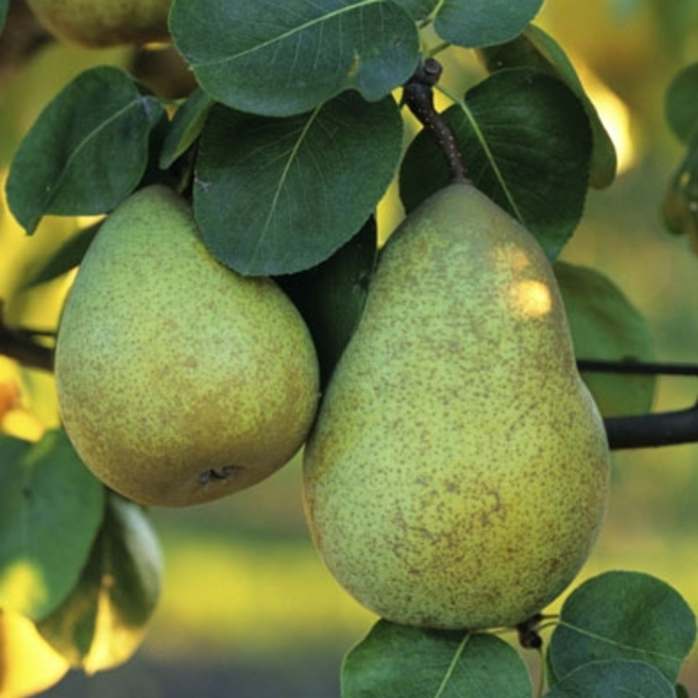 Poirier Beurre Hardy : palmette verrier prêt à planter