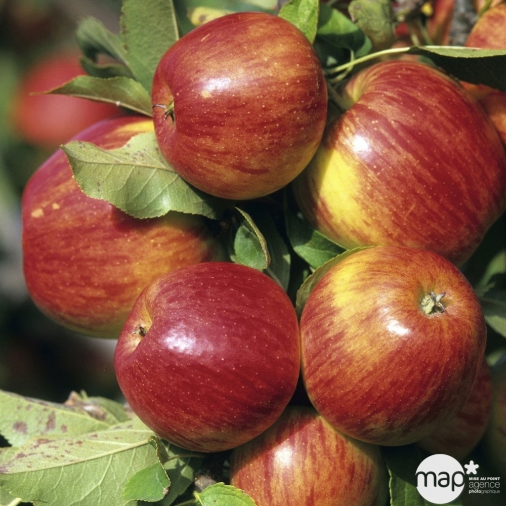 Pommier Jonagold : palmette verrier prêt à planter
