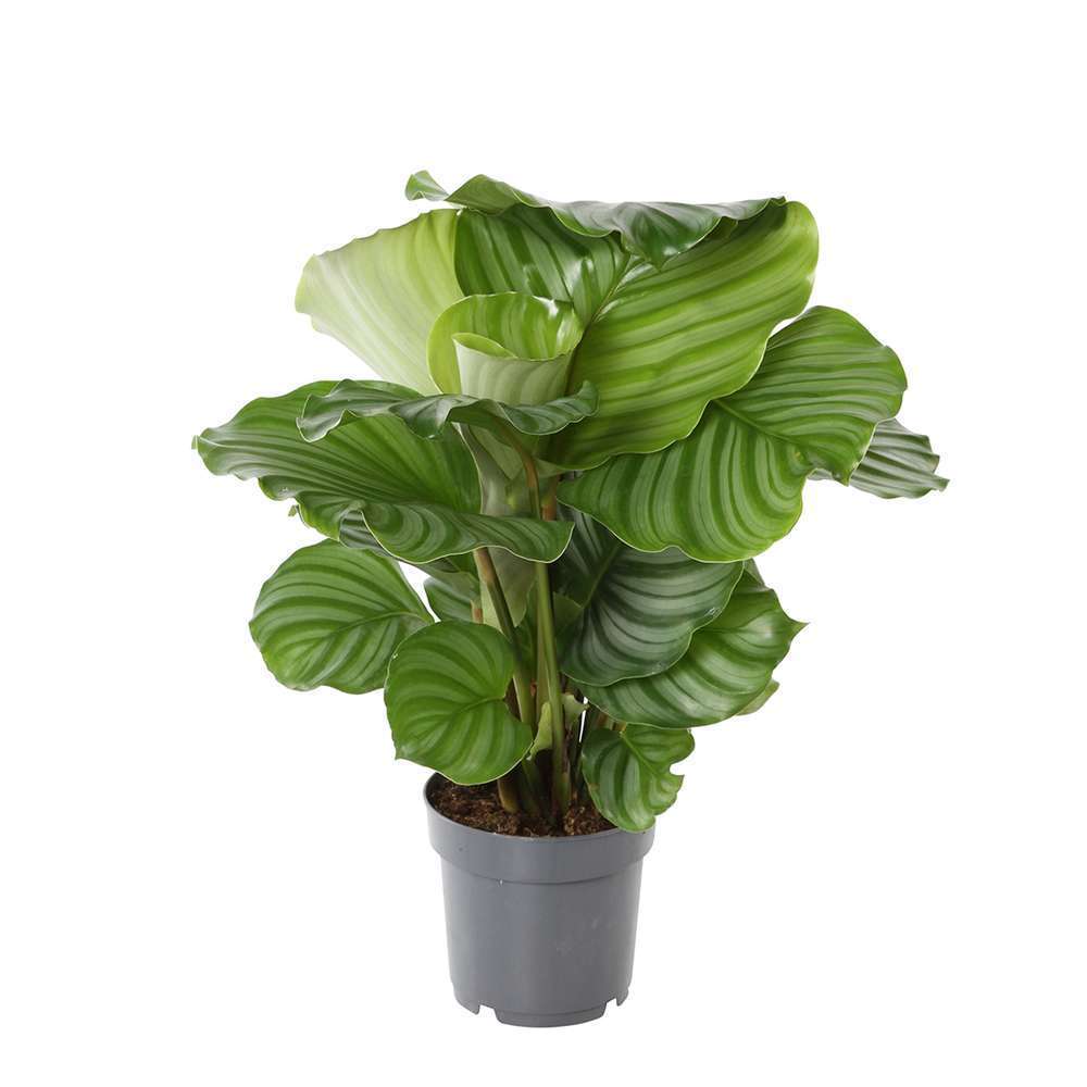 Calathéa : plante Ø14cm pot