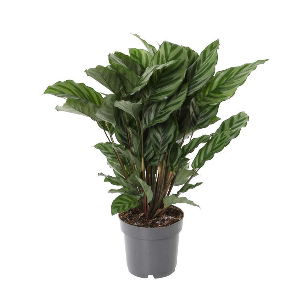 Calathéa : plante Ø14cm pot