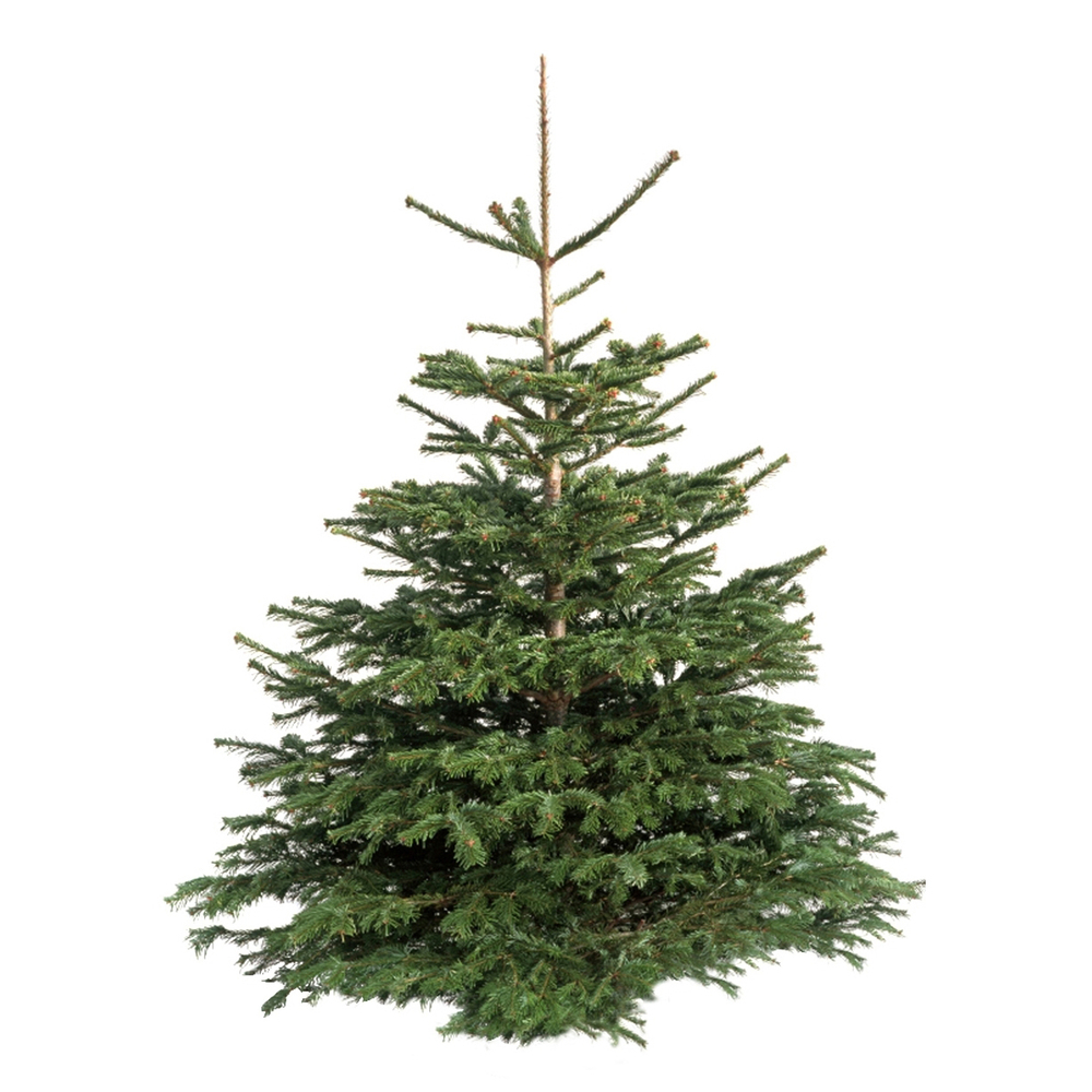 Sapin de Noël naturel Abies nordmann : 300 cm coupé