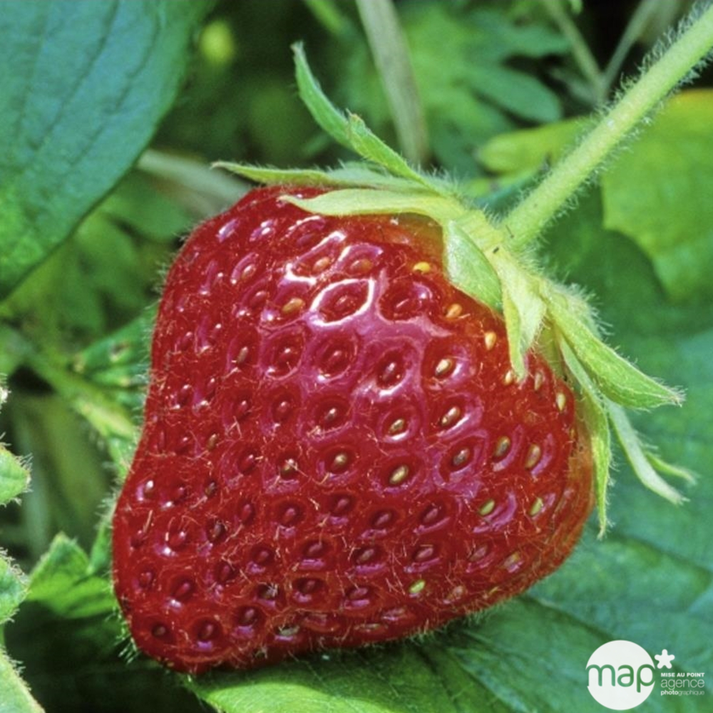 Plants de fraisiers 'Cijosée' : barquette de 6 plants