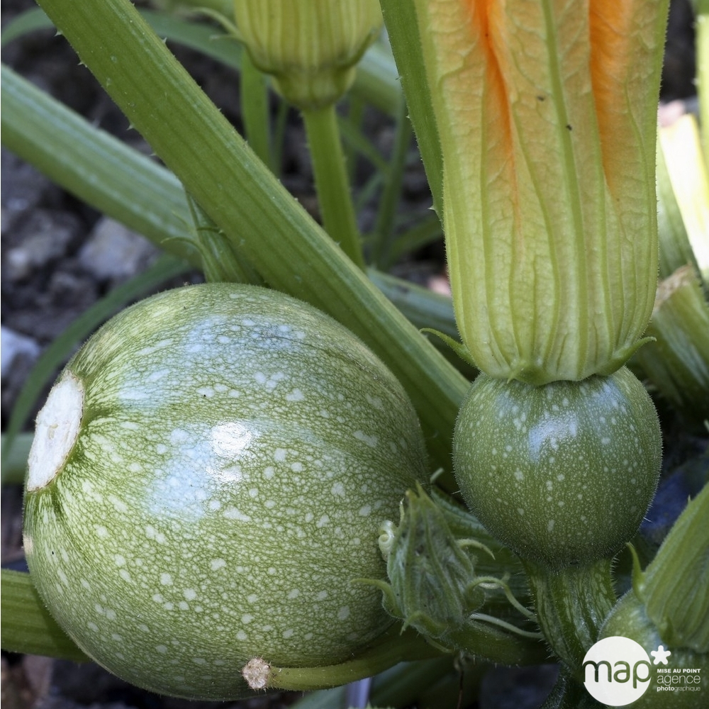 Plants de courgettes 'Ronde de Nice' : barquette de 3 plants