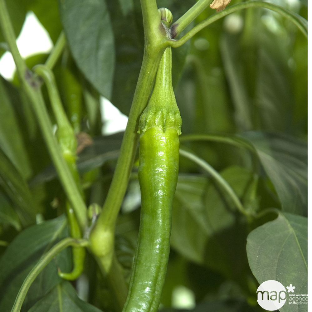 Plants de piments doux 'Très Long des Landes' : barquette de 3 plants