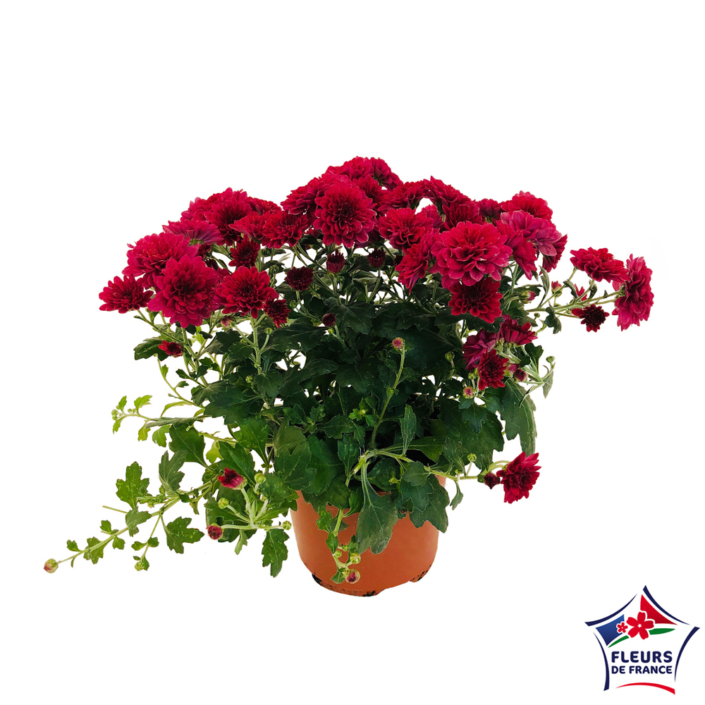 Chrysanthème tapissant:pot 0,5L