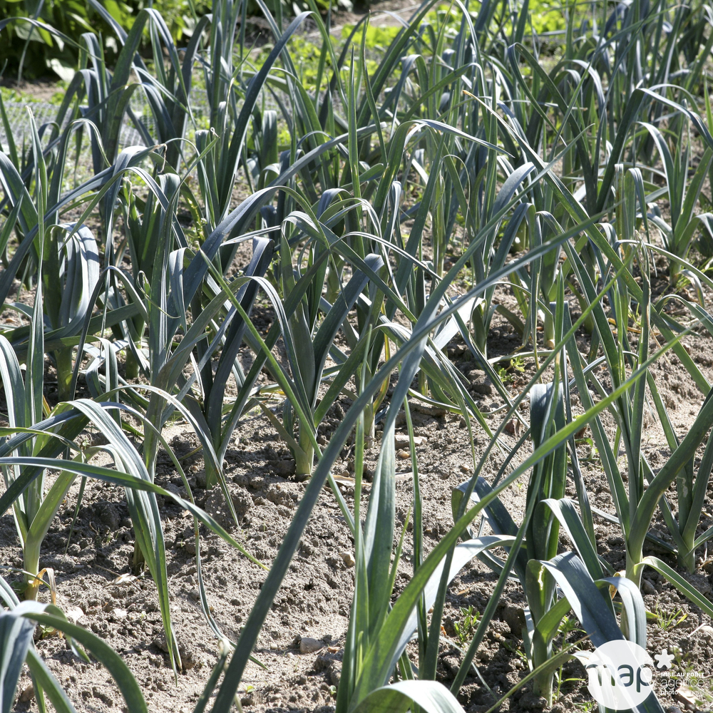 Plants de poireaux 'Armor' : botte de 50 plants