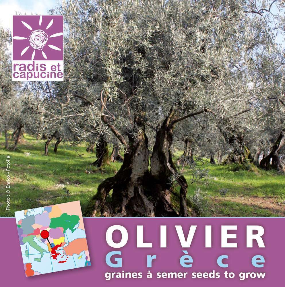 Sachet de graines d'Olivier de Grèce