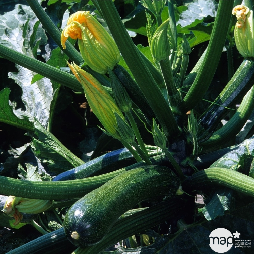Plants de courgettes 'Tarmino' F1 : barquette de 3 plants
